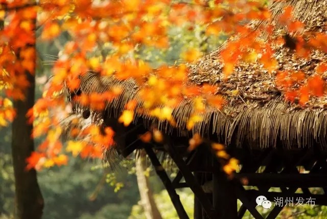 包含亚利松竹端直却会茶明瞬顾因美的词条